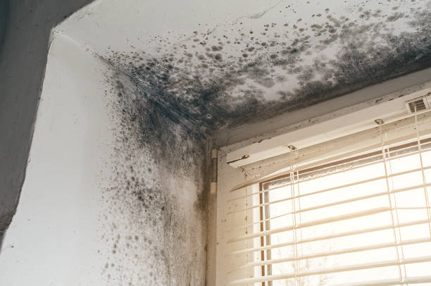 Affordable Black Mold Remediation solutions in Henderson, TX